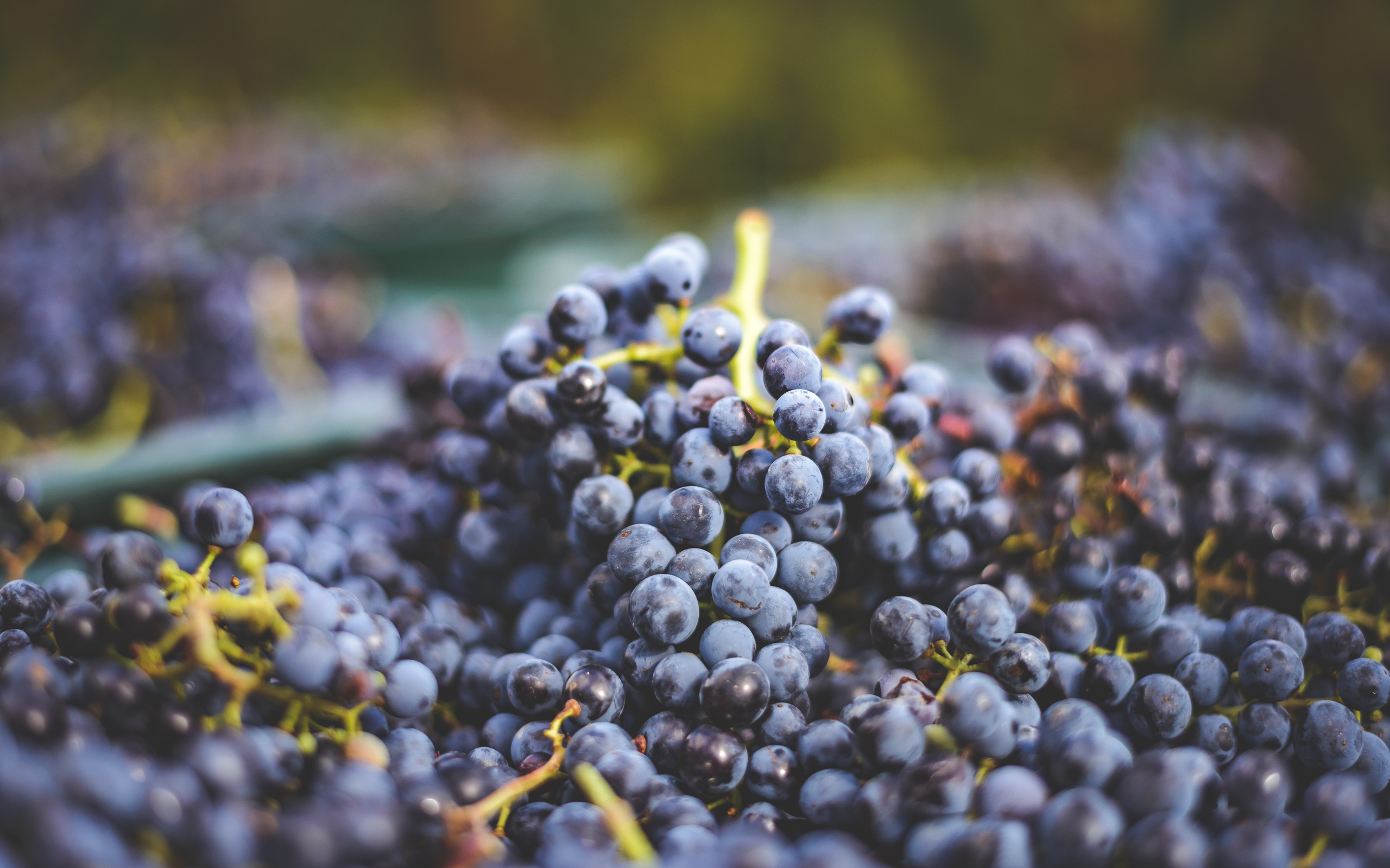 Blue,Vine,Grapes.,Grapes,For,Making,Ice,Wine.,Detailed,View